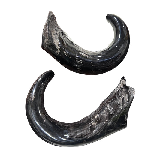 Cape Buffalo Yemenite Shofars