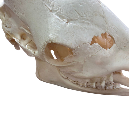 Real Giraffe Skull Genuine Giraffe Skull Approximate Size: 25X 10 X15"