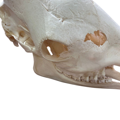 Real Giraffe Skull Genuine Giraffe Skull Approximate Size: 25X 10 X15"