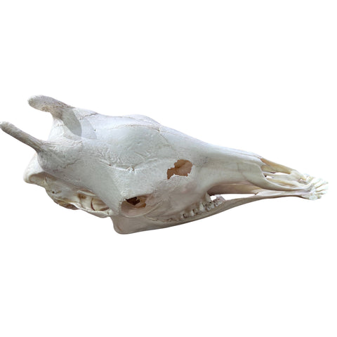 Real Giraffe Skull Genuine Giraffe Skull Approximate Size: 25X 10 X15"