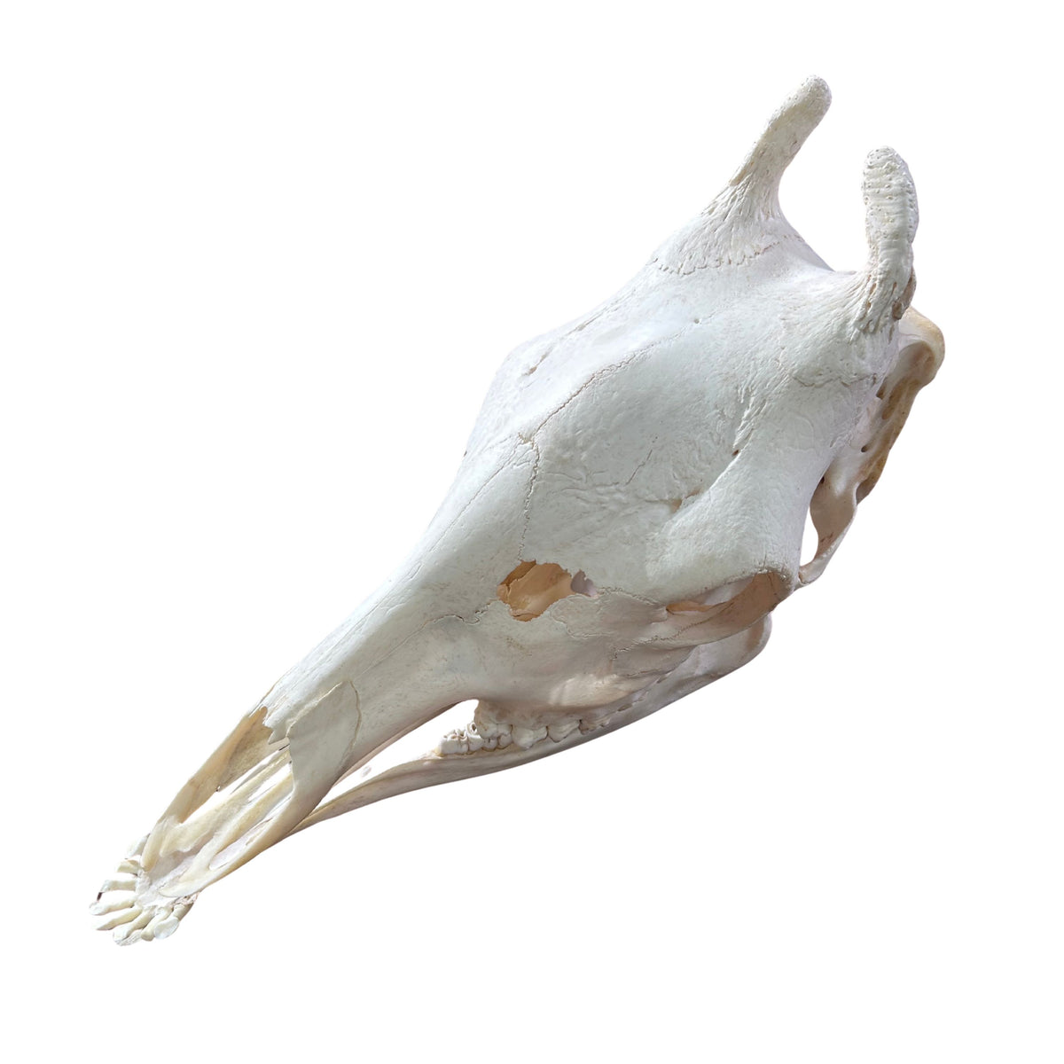 Real Giraffe Skull Genuine Giraffe Skull Approximate Size: 25X 10 X15"
