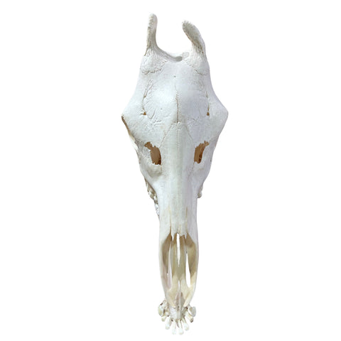 Real Giraffe Skull Genuine Giraffe Skull Approximate Size: 25X 10 X15"