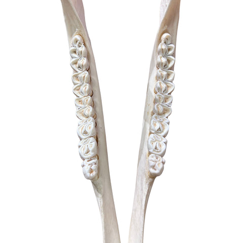 Real Giraffe Skull Genuine Giraffe Skull Approximate Size: 25X 10 X15"