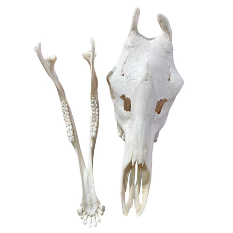 Real Giraffe Skull Genuine Giraffe Skull Approximate Size: 25X 10 X15"