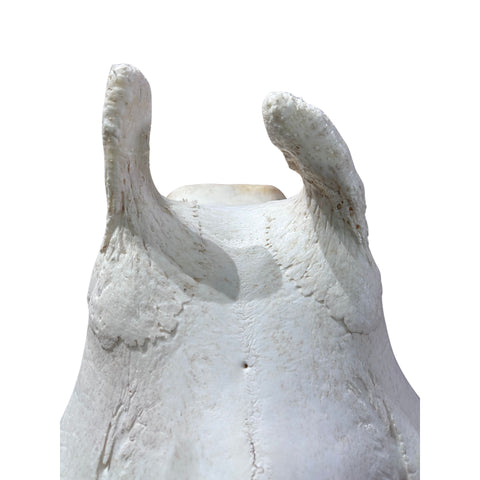 Real Giraffe Skull Genuine Giraffe Skull Approximate Size: 25X 10 X15"
