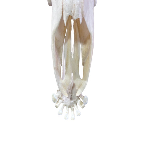 Real Giraffe Skull Genuine Giraffe Skull Approximate Size: 25X 10 X15"
