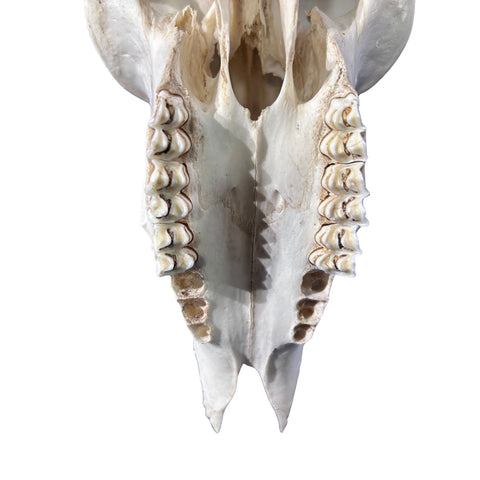 Impala Skull - Real Deer Skull - Antler Horns Wall Art Rustic Decor, Dad Gift |Approximate Size: 22LX11WX13D"