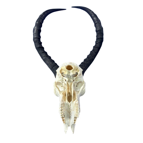Impala Skull - Real Deer Skull - Antler Horns Wall Art Rustic Decor, Dad Gift |Approximate Size: 22LX11WX13D"
