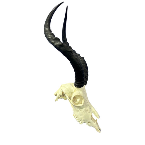 Impala Skull - Real Deer Skull - Antler Horns Wall Art Rustic Decor, Dad Gift |Approximate Size: 22LX11WX13D"