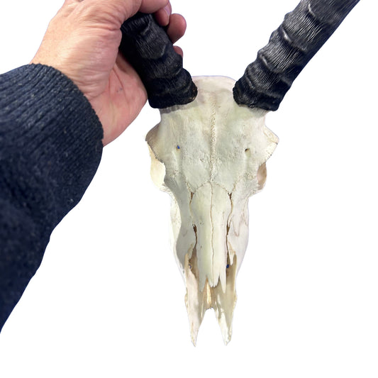 Impala Skull - Real Deer Skull - Antler Horns Wall Art Rustic Decor, Dad Gift |Approximate Size: 22LX11WX13D"
