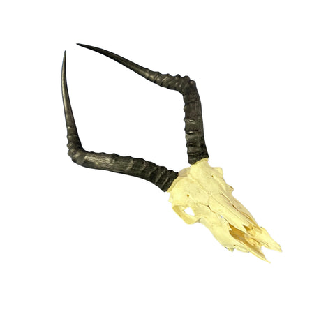 Impala Skull - Real Deer Skull - Antler Horns Wall Art Rustic Decor, Dad Gift |Approximate Size: 22LX11WX13D"