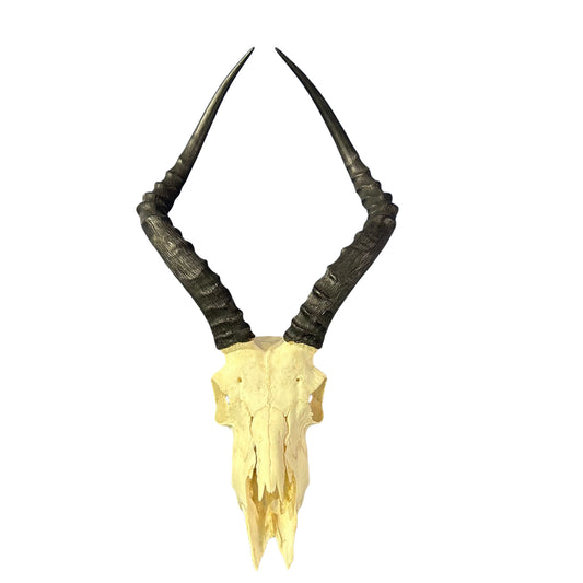 Impala Skull - Real Deer Skull - Antler Horns Wall Art Rustic Decor, Dad Gift |Approximate Size: 22LX11WX13D"