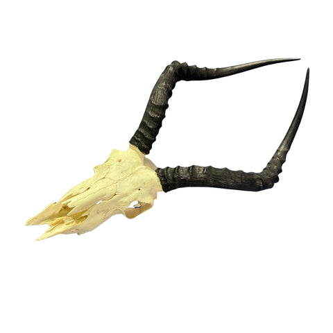Impala Skull - Real Deer Skull - Antler Horns Wall Art Rustic Decor, Dad Gift |Approximate Size: 22LX11WX13D"