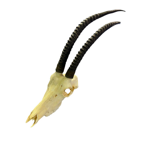 Real Sable Antelope Skull - Sable Skull with metal bracket on back Antelope Cranium Taxidermy