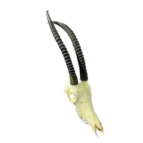 Real Sable Antelope Skull - Sable Skull with metal bracket on back Antelope Cranium Taxidermy