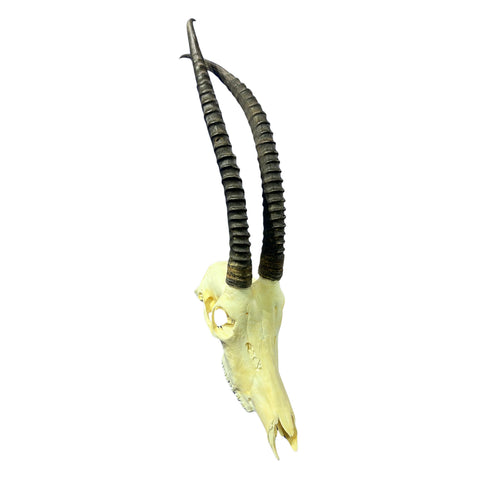 Real Sable Antelope Skull - Sable Skull with metal bracket on back Antelope Cranium Taxidermy