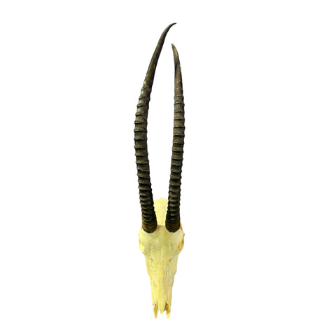 Real Sable Antelope Skull - Sable Skull with metal bracket on back Antelope Cranium Taxidermy