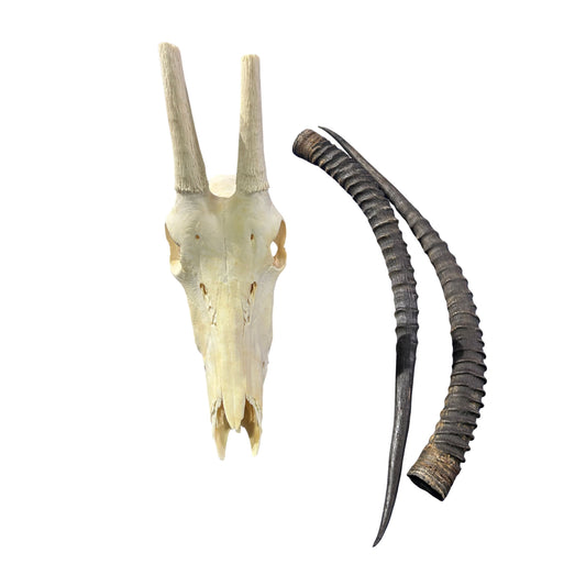 Real Sable Antelope Skull - Sable Skull with metal bracket on back Antelope Cranium Taxidermy