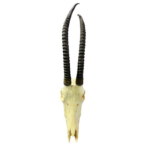 Real Sable Antelope Skull - Sable Skull with metal bracket on back Antelope Cranium Taxidermy