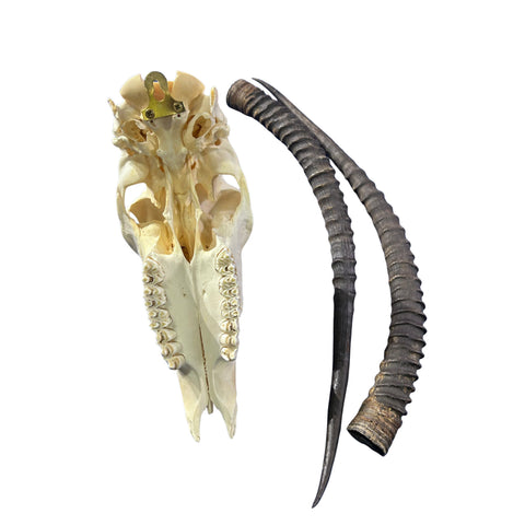Real Sable Antelope Skull - Sable Skull with metal bracket on back Antelope Cranium Taxidermy