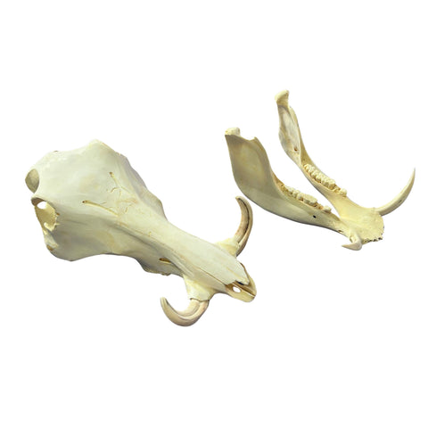 African Warthog Skull - Real Trophy Warthog Skull About 13 X 7 X7" - 4" tusks