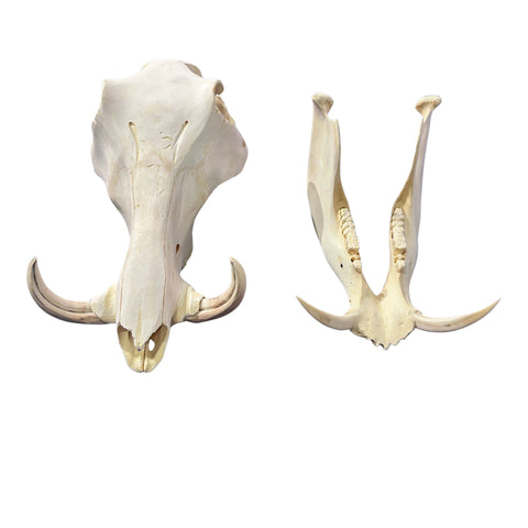 African Warthog Skull - Real Trophy Warthog Skull About 13 X 7 X7" - 4" tusks