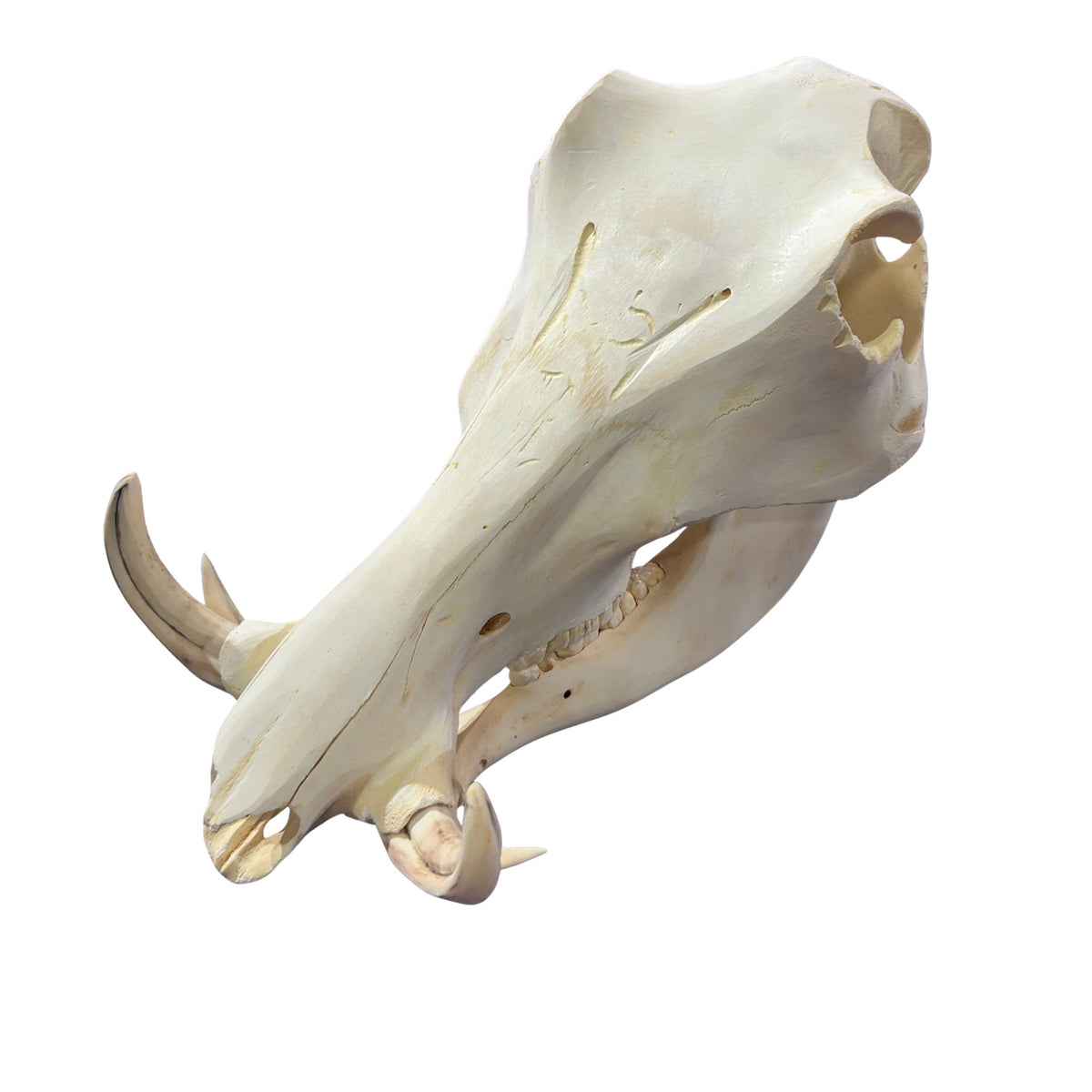 African Warthog Skull - Real Trophy Warthog Skull About 13 X 7 X7" - 4" tusks