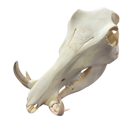 African Warthog Skull - Real Trophy Warthog Skull About 13 X 7 X7" - 4" tusks