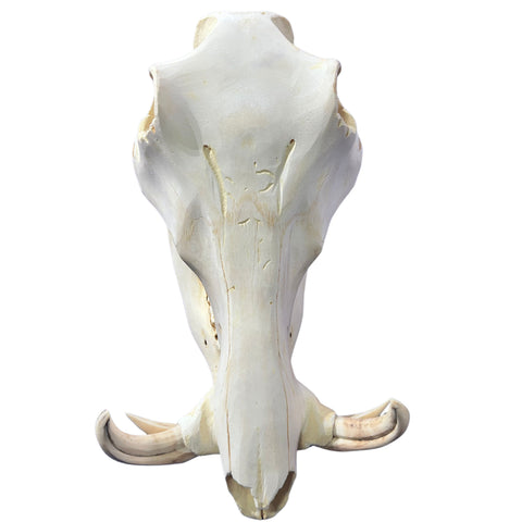 African Warthog Skull - Real Trophy Warthog Skull About 13 X 7 X7" - 4" tusks
