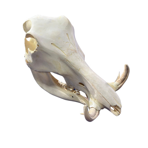 African Warthog Skull - Real Trophy Warthog Skull About 13 X 7 X7" - 4" tusks