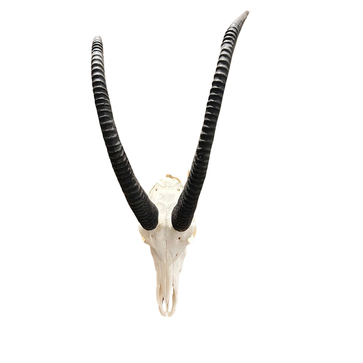 Real Sable Skull 40X19X16” (Horn Size: 37” and 31”)