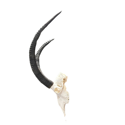 Real Sable Skull 40X19X16” (Horn Size: 37” and 31”)