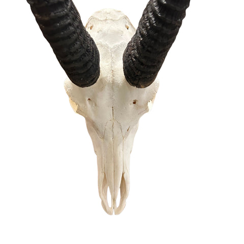 Real Sable Skull 40X19X16” (Horn Size: 37” and 31”)