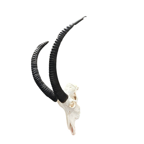 Real Sable Skull 40X19X16” (Horn Size: 37” and 31”)