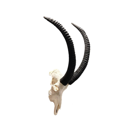 Real Sable Skull 40X19X16” (Horn Size: 37” and 31”)