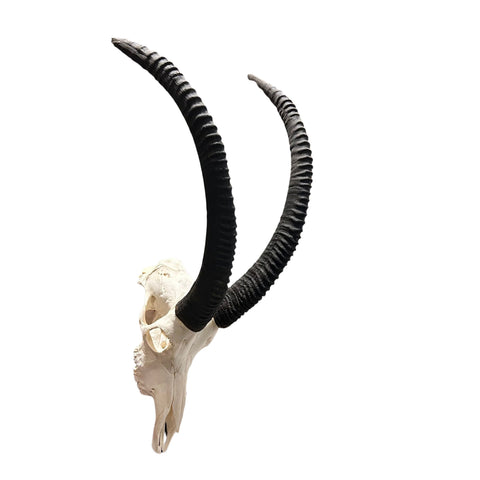 Real Sable Skull 40X19X16” (Horn Size: 37” and 31”)
