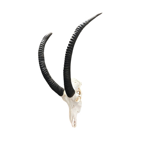 Real Sable Skull 40X19X16” (Horn Size: 37” and 31”)