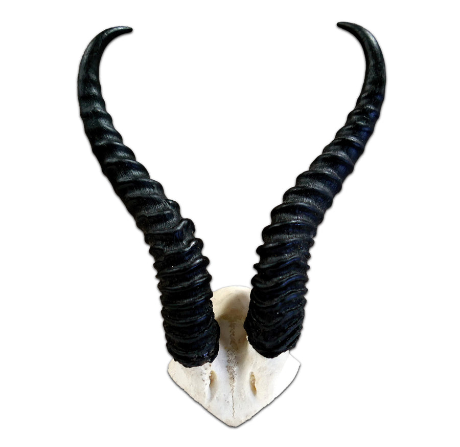 Real Springbok Skull Cap (metal bracket on the back)