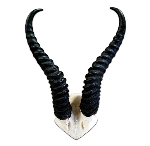 Springbok Skull V-shape, Real Springbok Skull (skull cap only) with detachable horns