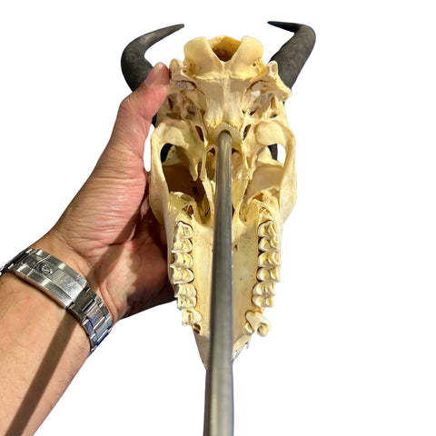 Springbok Skull on Acrylic Base- Real Deer Skull - Approximate Size: 19LX6WX7D" Dad gift Man Cave Gift