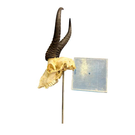 Springbok Skull on Acrylic Base- Real Deer Skull - Approximate Size: 19LX6WX7D" Dad gift Man Cave Gift