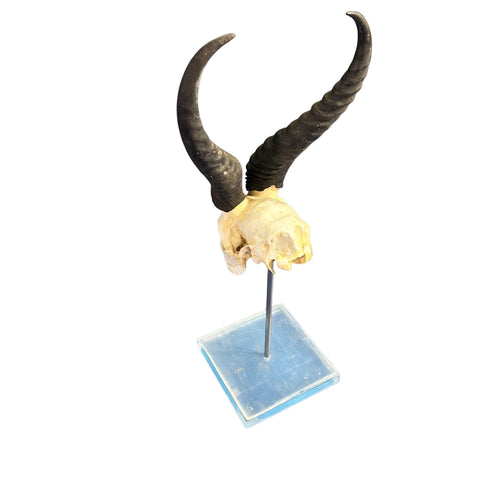 Springbok Skull on Acrylic Base- Real Deer Skull - Approximate Size: 19LX6WX7D" Dad gift Man Cave Gift