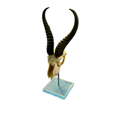 Springbok Skull on Acrylic Base- Real Deer Skull - Approximate Size: 19LX6WX7D" Dad gift Man Cave Gift