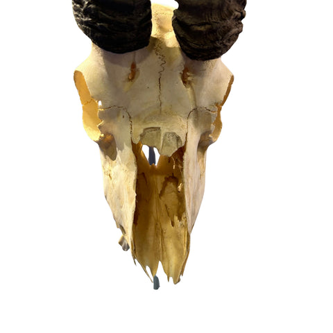Springbok Skull on Acrylic Base- Real Deer Skull - Approximate Size: 19LX6WX7D" Dad gift Man Cave Gift