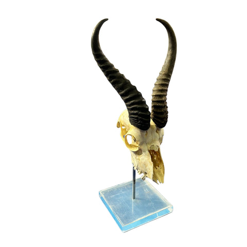 Springbok Skull on Acrylic Base- Real Deer Skull - Approximate Size: 19LX6WX7D" Dad gift Man Cave Gift