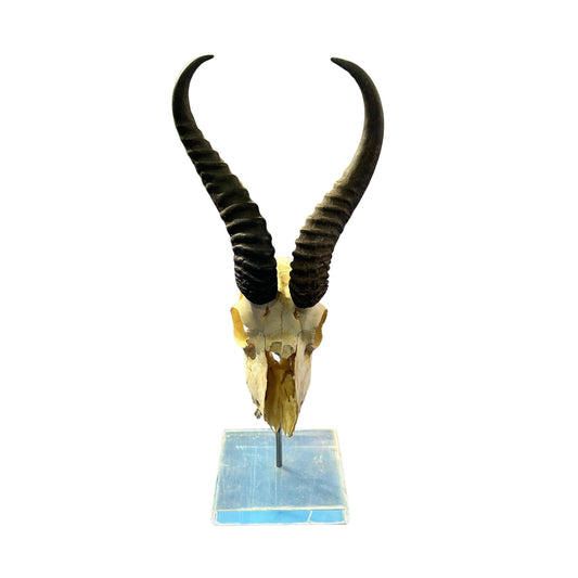 Springbok Skull on Acrylic Base- Real Deer Skull - Approximate Size: 19LX6WX7D" Dad gift Man Cave Gift
