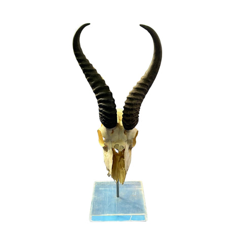 Springbok Skull on Acrylic Base- Real Deer Skull - Approximate Size: 19LX6WX7D" Dad gift Man Cave Gift