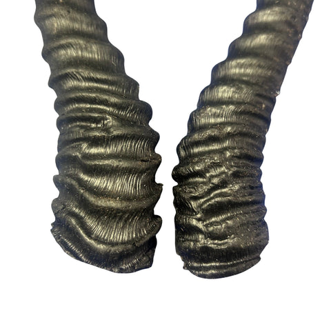 2 Natural Springbok Horn Set (left and right horn) Size: 8 to 11 inches long