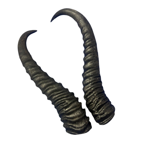 2 Natural Springbok Horn Set (left and right horn) Size: 8 to 11 inches long