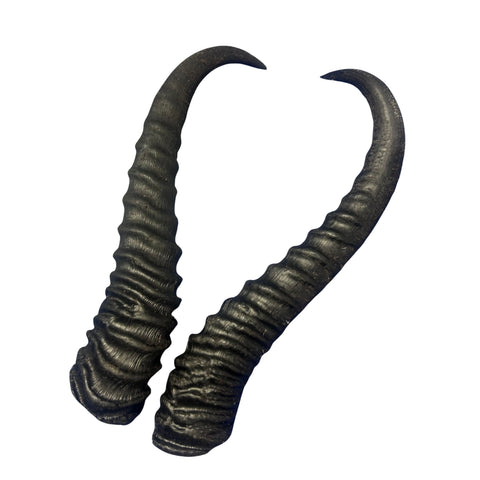 2 Natural Springbok Horn Set (left and right horn) Size: 8 to 11 inches long